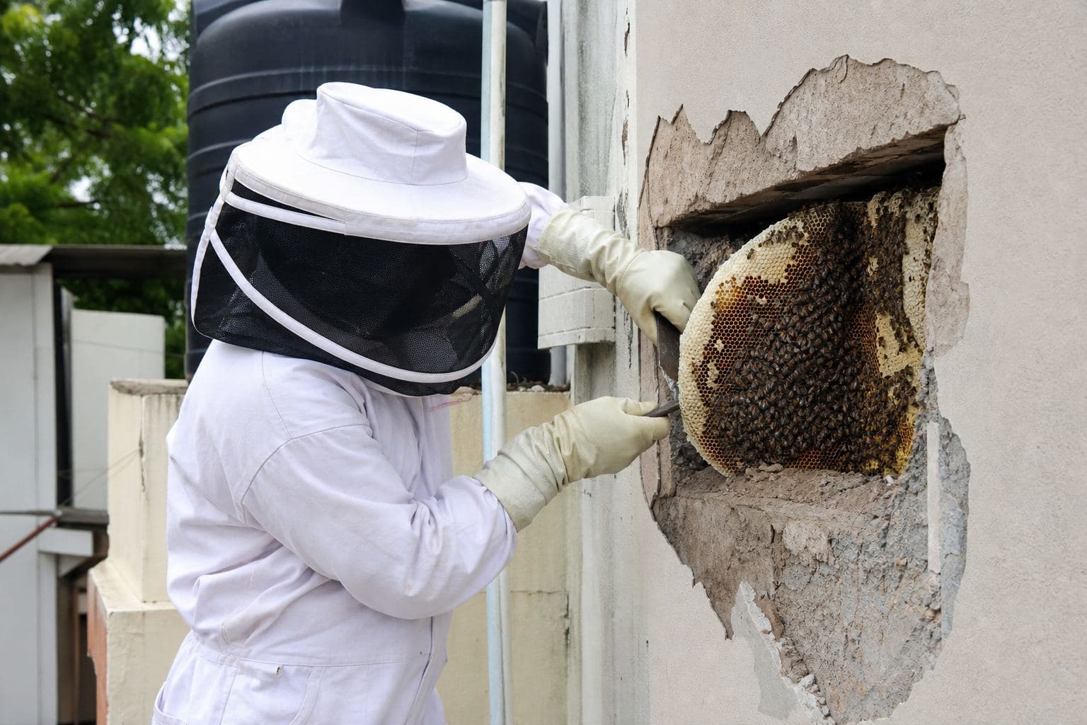 Honey Bee Removal